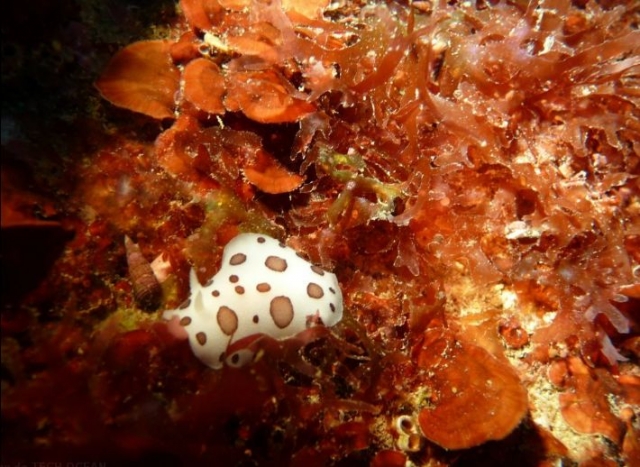 Kleiner Dalmatiner-Dory 